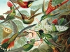 There are “beautiful” birds and there are “charismatic” birds, according to Dr. Jeremy Mynott. And then there are penguins — the quintessential hybrid of the two, as Bernd Brunner discusses in his book, Birdmania: A Remarkable Passion for Birds