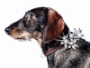 Wire-haired dachshund “Bella”