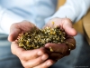 Gérard believes to make a great wine you must have a live soil to provide the possibility for the roots to have good nutrition, go deeper and capture the water | Photo By David Fritz Goeppinger