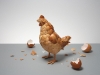 A chicken made of eggshells titled What Came First? Photography: Kyle Bean