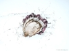Le Domaine Tarbouriech farms its oysters via its patent-protected, innovative solar tide process | Photo Courtesy Of Florent Tarbouriech