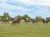 polo for heart held at the toronto polo club in richmond hill
