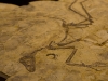 The fossilized remains of a small creature.