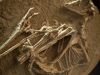 Troodontid collection at Robert Mantella\'s Toronto office.