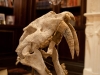 Mantella’s Office