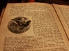 Robert Mantella - This book details numerous animal species from all over the world.