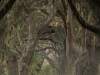 Avenue of Oaks - entrance to The Lodge