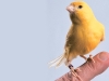 When time permits, Fausto Di Berardino, is also a one-of-a-kind bird-breeder