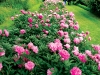 While venturing through the multiple garden rooms, it becomes very easy to lose your way in the fantasy world created by large shrubs, hedges and flowers.