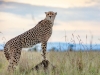 A cheetah on the hunt at Grumeti Fund in Tanzania | Photos by Sacha Specker