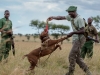The anti-poaching canine unit trains the dogs to detect ivory, rhino horn, pangolin scales, bushmeat, snares and ammunition | Photos by Sacha Specker