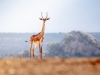 A male impala at Grumeti Fund in Tanzania | Photos by Sacha Specker