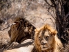 Male lions seeking shade at Ol Jogi Wildlife Conservancy in Kenya | Photos by Sacha Specker