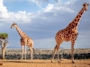 Reticulated giraffes at Ol Jogi Wildlife Conservancy in Kenya | Photos by Sacha Specker
