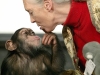 Goodall was the first to observe chimp families live similarly to humans, with personal relationships developing over a lifespan | Photo By Attila Kisbenedek/Afp Via Getty Images
