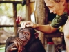 Goodall didn’t number the chimpanzees she observed, but gave them names, such as Fifi , which strengthened her emotional connection to them | Photo Courtesy of Cbc Archive