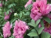 TM Glass prefers not to purchase flowers from a florist, but instead digitally paints the blooms she grows herself, such as these June peonies from her garden