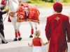 Sonny and little Rylee walk towards their transportation – a majestical white Percheron,  accessorized with traditional attire.